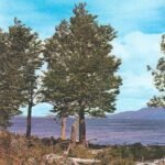 Nothofagus pumilio boom met groene bladeren en rode schors.