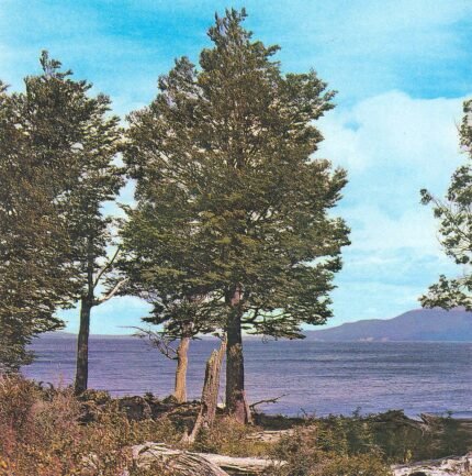Nothofagus pumilio boom met groene bladeren en rode schors.