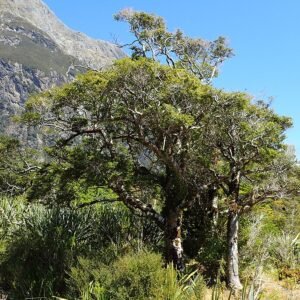 Nothofagus cliffortioides boom met groene bladeren op kleigrond.