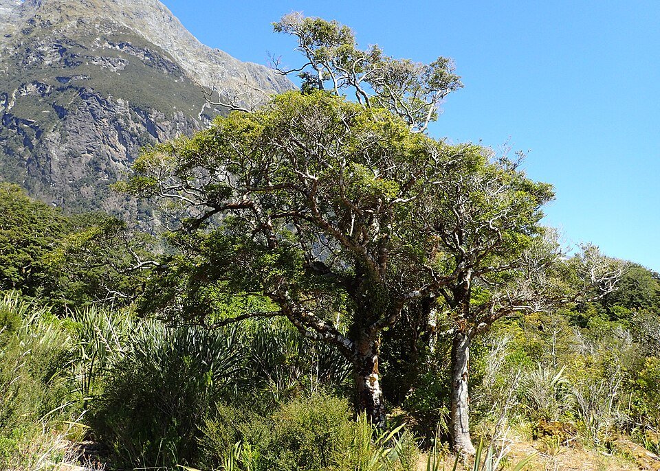 Nothofagus cliffortioides boom met groene bladeren op kleigrond.