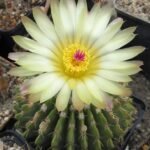 Gele stekels op groene Parodia buiningii cactusplant.