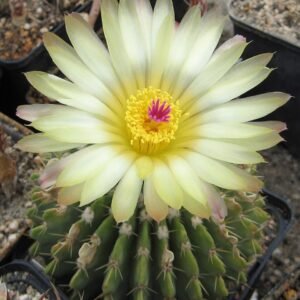 Gele stekels op groene Parodia buiningii cactusplant.