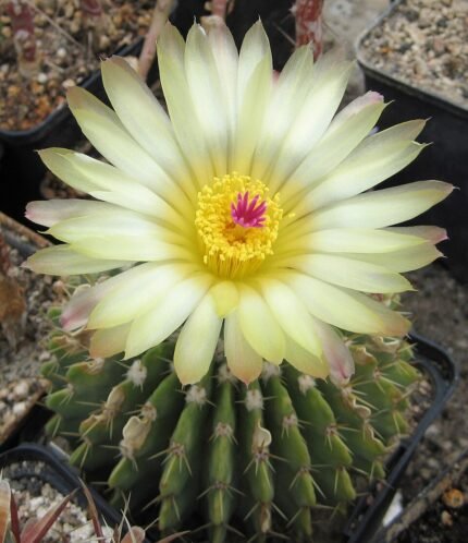 Gele stekels op groene Parodia buiningii cactusplant.