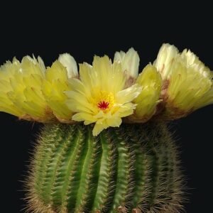 Kleine Parodia tenuicylindrica cactus met groene stekels en gele bloemknoppen.