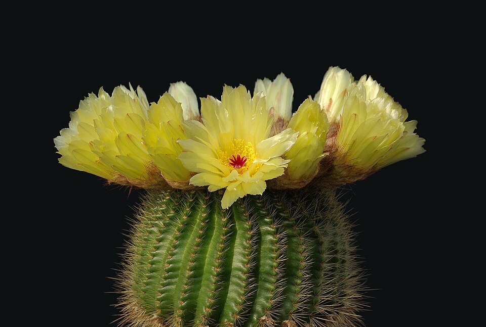 Kleine Parodia tenuicylindrica cactus met groene stekels en gele bloemknoppen.