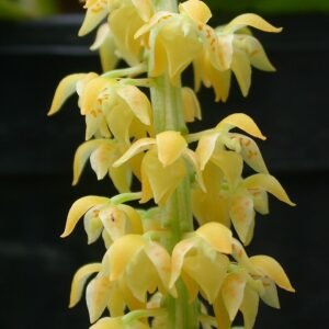 Notylia bungerothii orchidee met gele bloemen en donkergroene bladeren.
