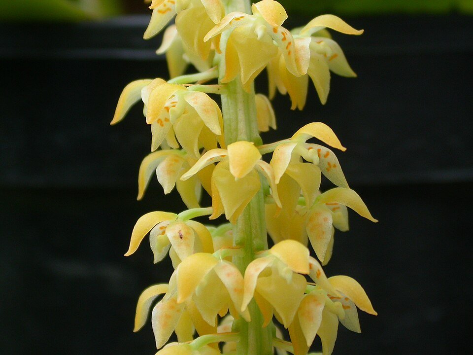 Notylia bungerothii orchidee met gele bloemen en donkergroene bladeren.
