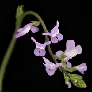 Blauwe Todflax-bloem in Howard County, Maryland.