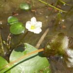 Nymphoides aquatica, groen blad met gele bloemen onder water.