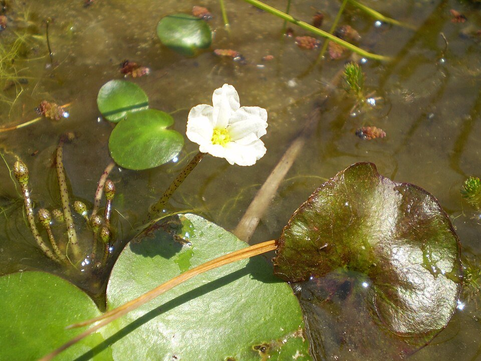 Nymphoides aquatica, groen blad met gele bloemen onder water.