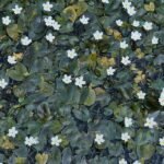 Nymphoides hydrophylla plant met ronde bladeren in aquarium.