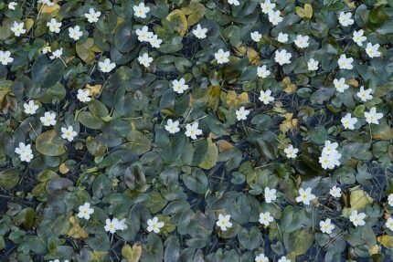 Nymphoides hydrophylla plant met ronde bladeren in aquarium.