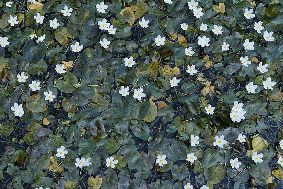 Nymphoides hydrophylla plant met ronde bladeren in aquarium.