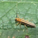 Insect met drie witte stippen op zwarte vleugels op plant.