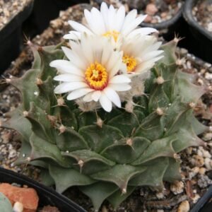 Obregonia denegrii cactus in pot, grey spiky round form on white background.