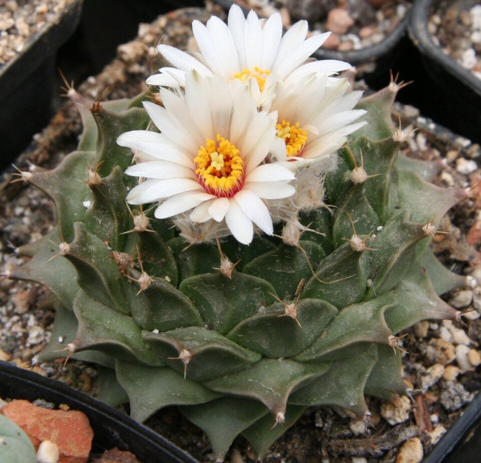 Obregonia denegrii cactus in pot, grey spiky round form on white background.