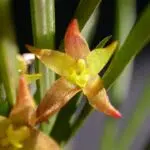 Kleine witte bloemen van de Octomeria chamaeleptotes orchidee op groene bladeren.