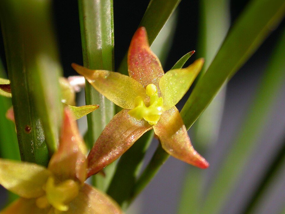Kleine witte bloemen van de Octomeria chamaeleptotes orchidee op groene bladeren.