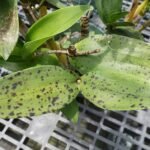 Odontoglossum plant met ringspot veroorzaakt door Odontoglossum ringspot-virus.