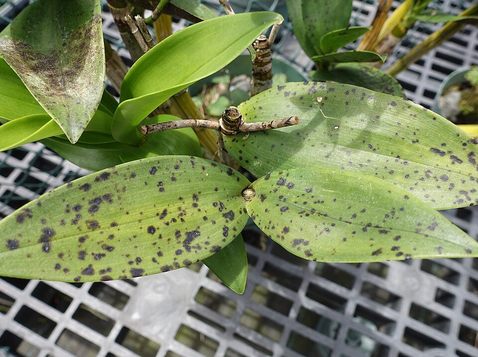 Odontoglossum plant met ringspot veroorzaakt door Odontoglossum ringspot-virus.