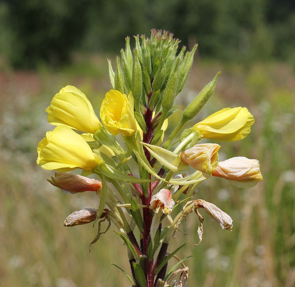 Oenothera (teunisbloem) bloeiende plant met gele bloemen.