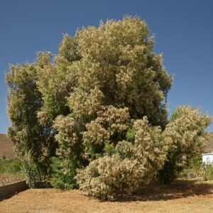 Oude tamarixboom in Livadi, Astypalaia, Griekenland.