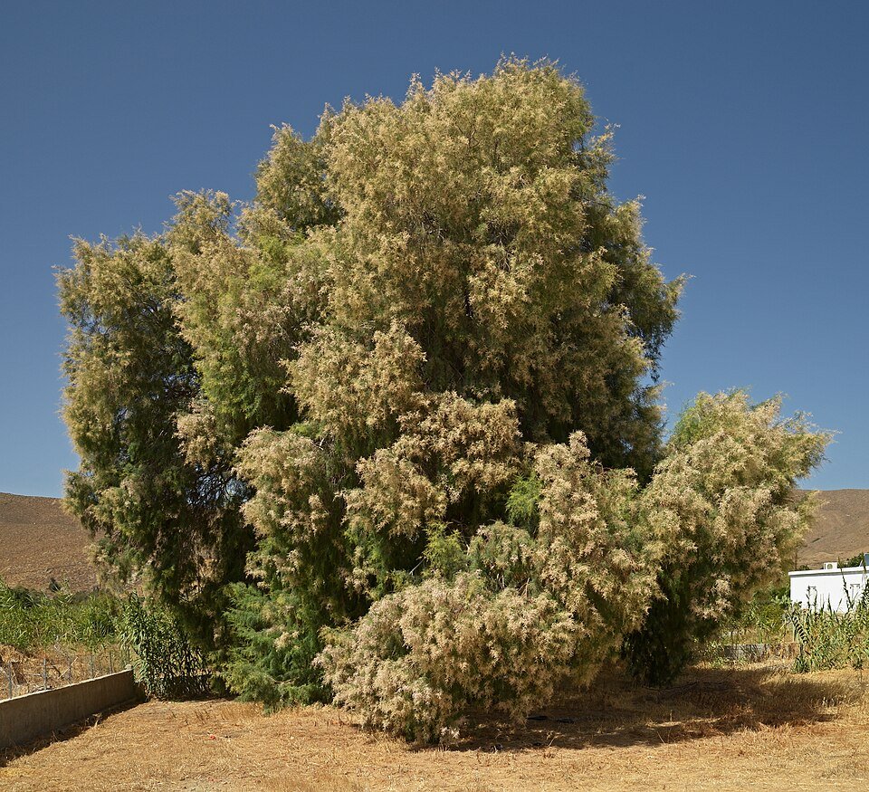 Oude tamarixboom in Livadi, Astypalaia, Griekenland.
