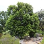 Olea capensis boom met donkere groene bladeren en ruwe schors.