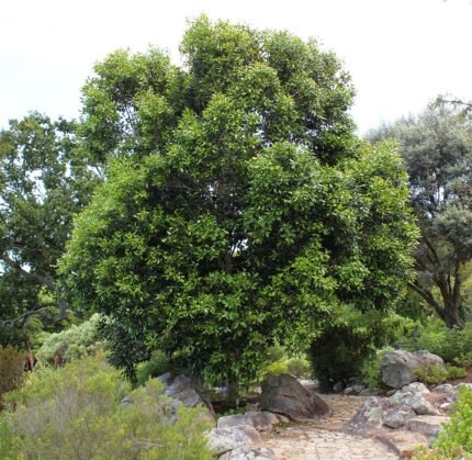 Olea capensis boom met donkere groene bladeren en ruwe schors.