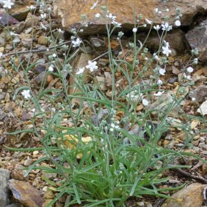Blauwe bloemen van Omphalodes linifolia in Sierra Madrona.