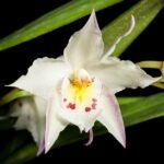 Oncidium alexandrae orchidee bloemen in volle bloei.
