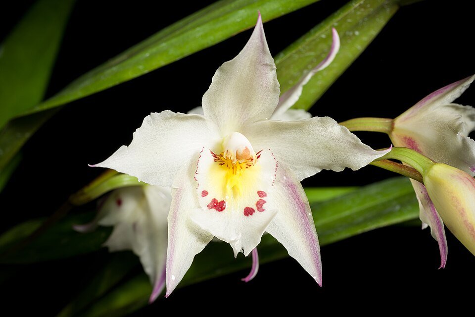 Oncidium alexandrae orchidee bloemen in volle bloei.