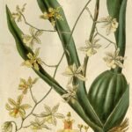 Gele en bruine Oncidium altissimum orchidee bloem op botanisch kunstwerk.