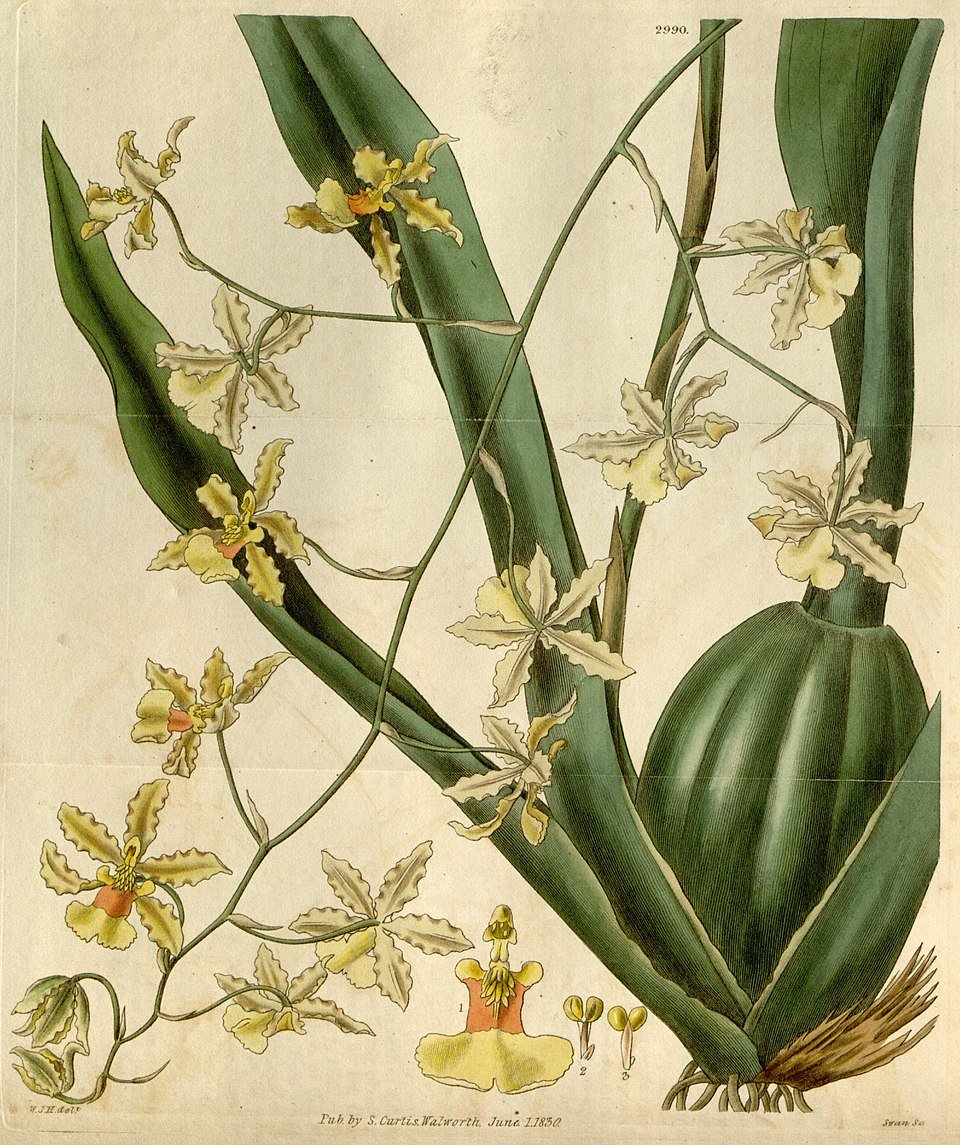 Gele en bruine Oncidium altissimum orchidee bloem op botanisch kunstwerk.