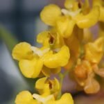 Oncidium cheirophorum orchidee met gele bloemtrossen en groen blad.