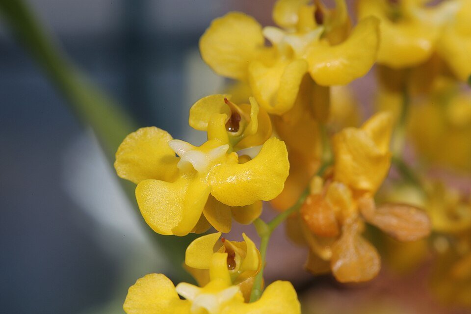 Oncidium cheirophorum orchidee met gele bloemtrossen en groen blad.