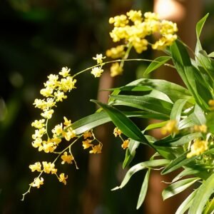 Prachtige Oncidium Orchidee met gele en bruine bloemen.