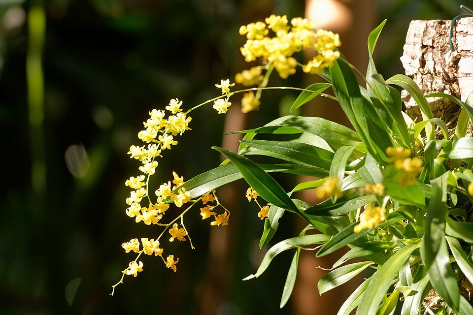 Prachtige Oncidium Orchidee met gele en bruine bloemen.