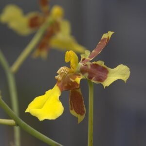 Yellow Vitekorchis excavata orchid with delicate petals and dark spots.