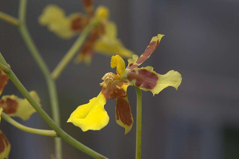 Yellow Vitekorchis excavata orchid with delicate petals and dark spots.