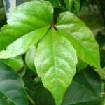 Parthenocissus dalzielii met groen blad op kleigrond.