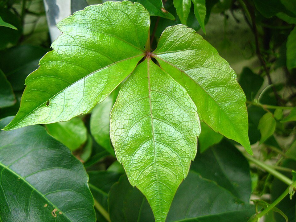 Parthenocissus dalzielii met groen blad op kleigrond.