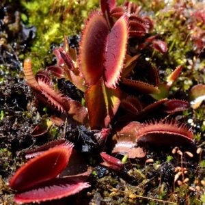 Dionaea muscipula ‘Bohemian Garnet’ vleesetende plant met open mond in rood en groen.
