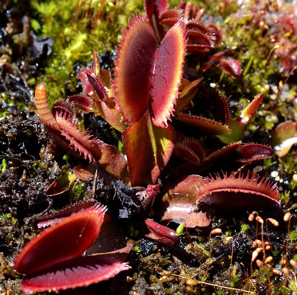 Dionaea muscipula ‘Bohemian Garnet’ vleesetende plant met open mond in rood en groen.