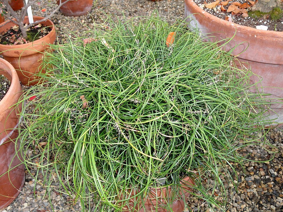 Ophiopogon chingii plant met lange, slanke donkergroene bladeren in een kas.