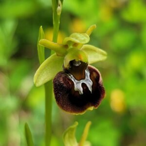 Spinnenorchis bloem op kalkrijke grond met unieke kenmerken.