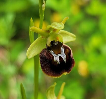 Spinnenorchis bloem op kalkrijke grond met unieke kenmerken.