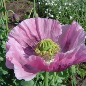 Bloeiende opium papaverplant op kleigrond in zonnige standplaats.