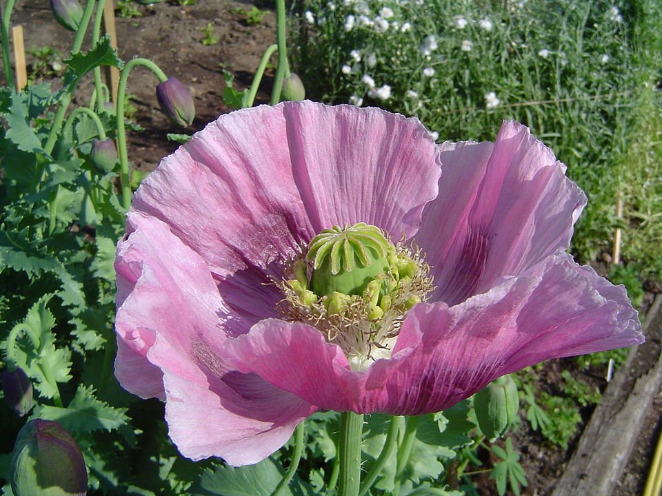 Bloeiende opium papaverplant op kleigrond in zonnige standplaats.