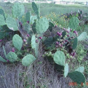 Opuntia bentonii cactus met platte bladeren en gele bloemen.